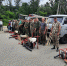 apsheronskoe_lesnichestvo-image-06-07-2021 (2) - Газета Апшеронский рабочий