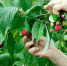 Новые меры господдержки сельхозпроизводителей возможны - Газета Апшеронский рабочий