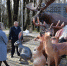 В апшеронском парке «Юность» установят большие фигуры животных - Газета Апшеронский рабочий