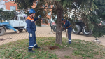 Городские елки заняли свои места в центральном сквере Апшеронска и на площади ОЭЗ