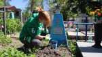 Молодёжь Апшеронского района продолжает наводить санитарный порядок на могилах участников Великой Отечественной войны