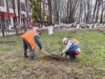 Работа по озеленению городской территории продолжается в Апшеронске