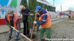 В Апшеронске озеленили въезд в город
