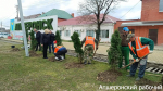 В Апшеронске озеленили въезд в город