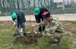 Аллею из 25 саженцев липы и клёна посадили в станице Тверской