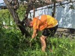 Помогли пожилой женщине: волонтёры Апшеронского района продолжают добрые дела